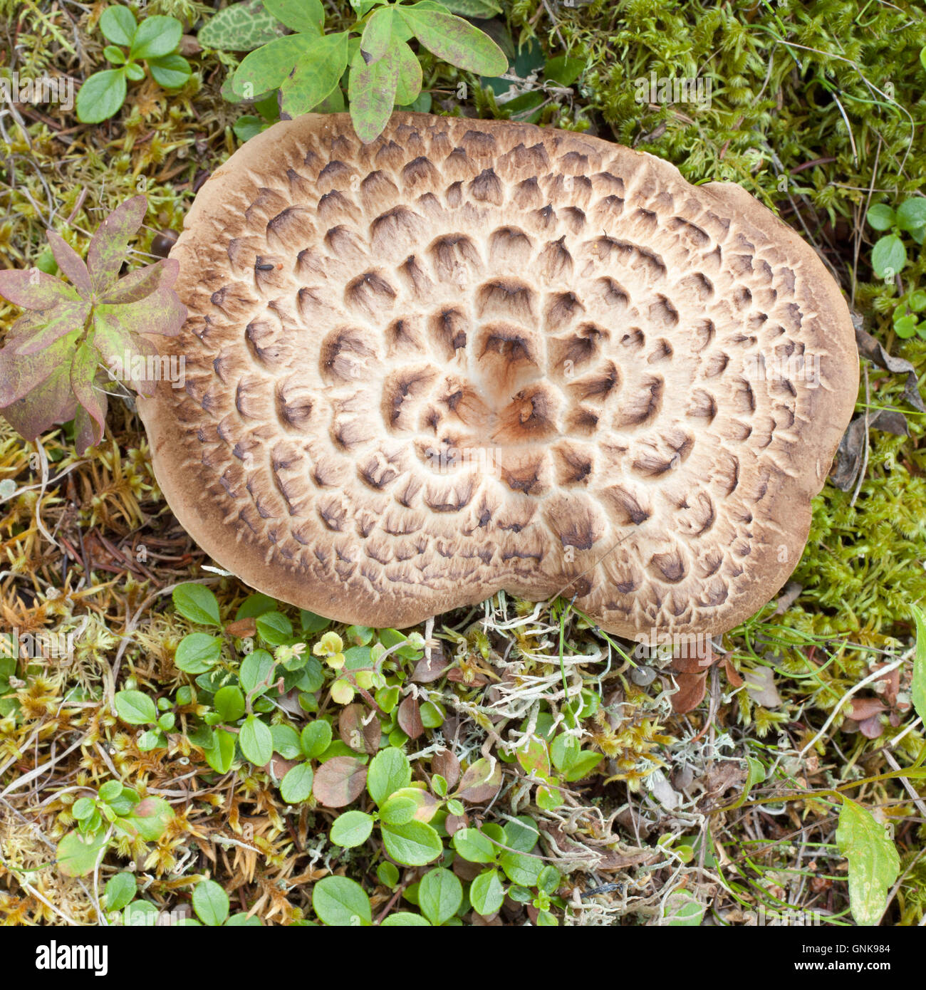 Shingled Hedgehog Mushroom growing on forest floor Stock Photo