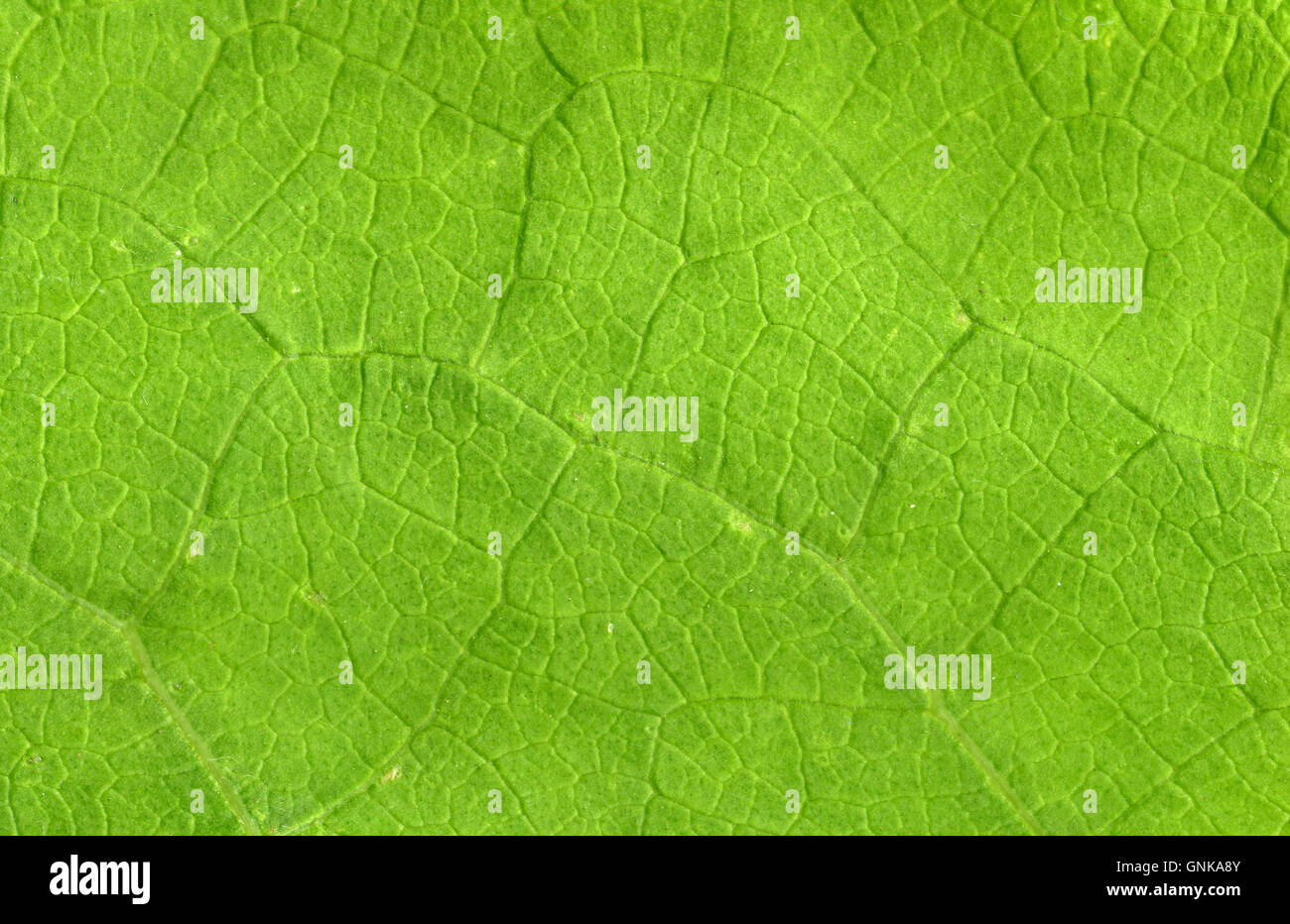 Leaf veins close up Stock Photo - Alamy
