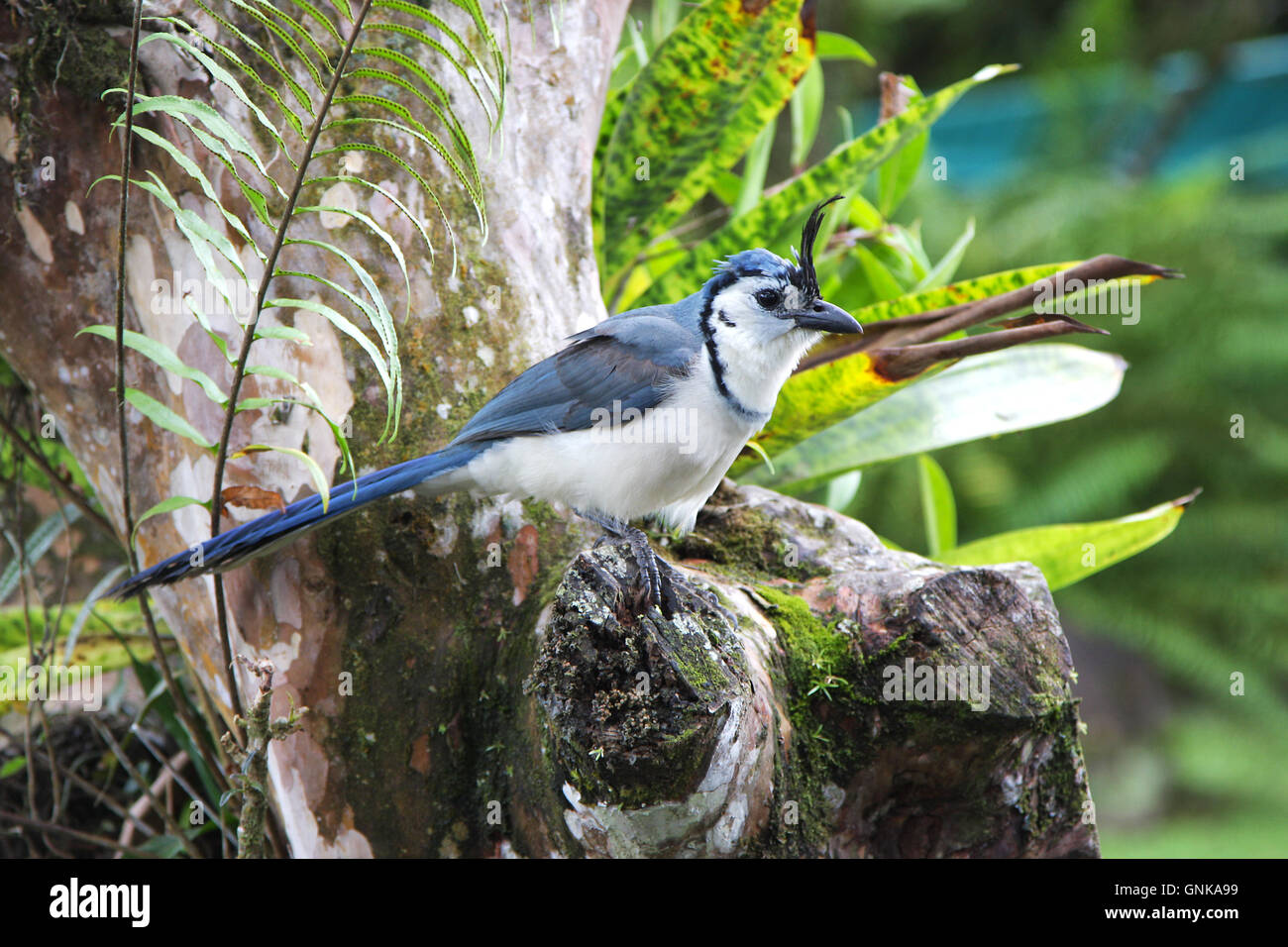 A White-throated Magpie Jay [Calocitta formosa] sitting on a tree. Costa Rica. Stock Photo