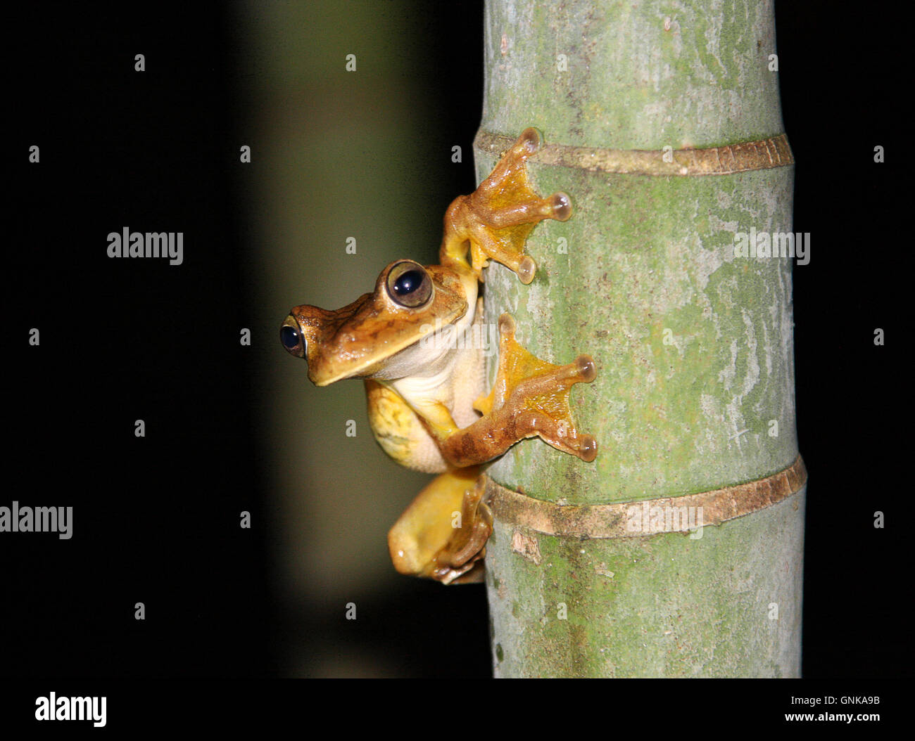 Rosenberg's tree frog [Hypsiboas rosenbergi] on bamboo tree at night. Costa Rica. Stock Photo