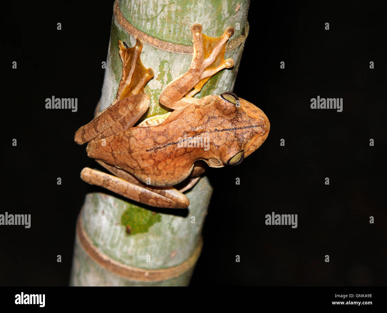 Rosenberg's tree frog [Hypsiboas rosenbergi] on bamboo tree at night. Costa Rica. Stock Photo