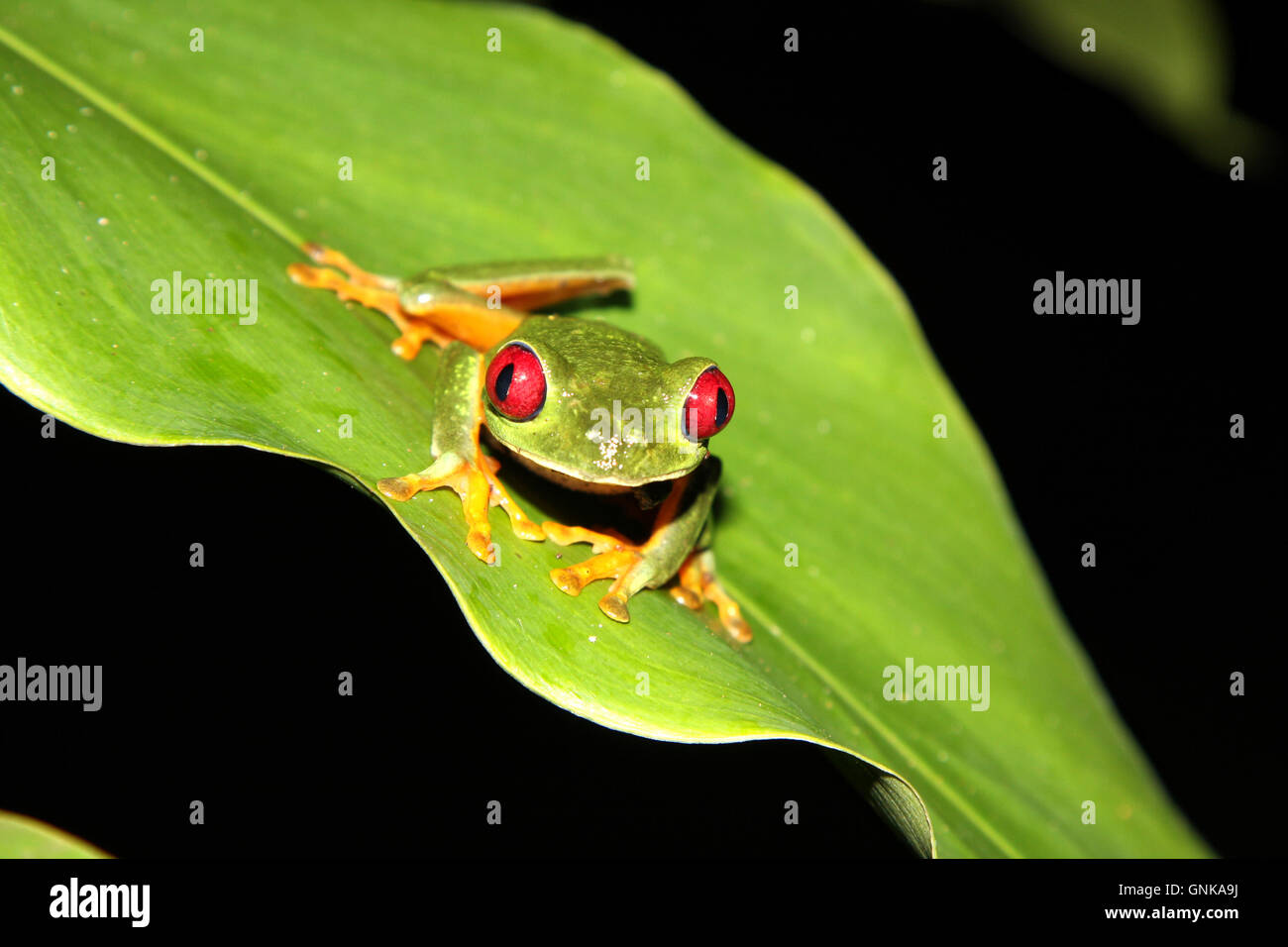 A red eyed tree frog [Agalychnis callidryas] at night. Costa Rica. Stock Photo