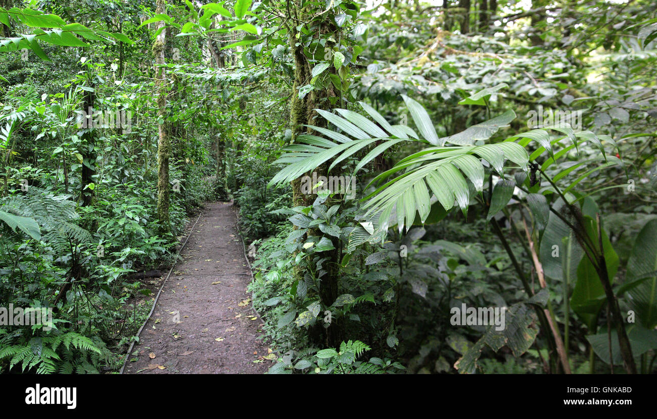 Man made path in the Cloud Forest Reserve in Monteverde, Costa Rica. Stock Photo
