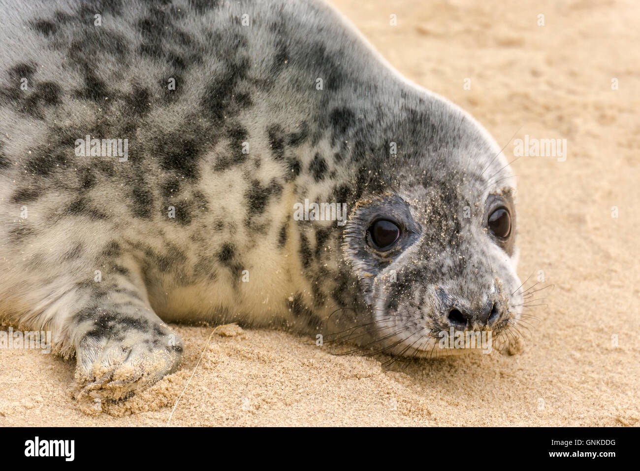 Grey Seal, Halichoerus grypus, pup on beach, Horsey Gap, Norfolk, England, UK Stock Photo