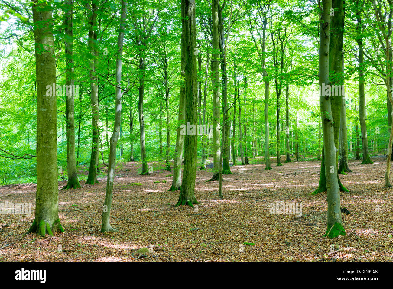 Picturesque woodland scene and ancient forest of tall trees in Denmark Stock Photo