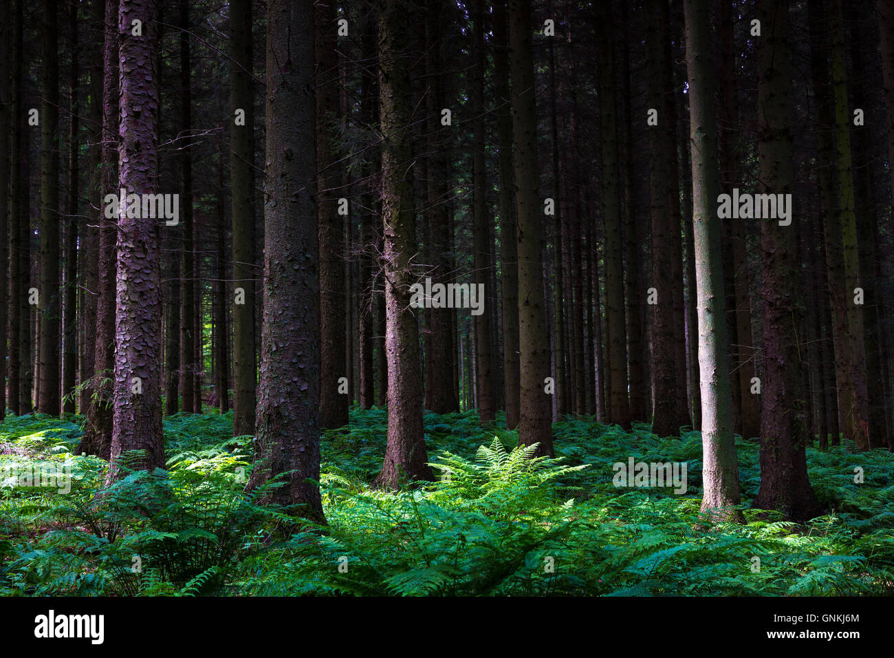 Woodland scene and ancient forest of tall trees and ferns painterly light and shade dappled sunlight, Denmark Stock Photo
