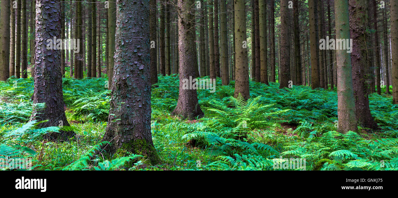Woodland scene and ancient forest of tall trees and ferns create light and shade dappled sunlight in Denmark Stock Photo
