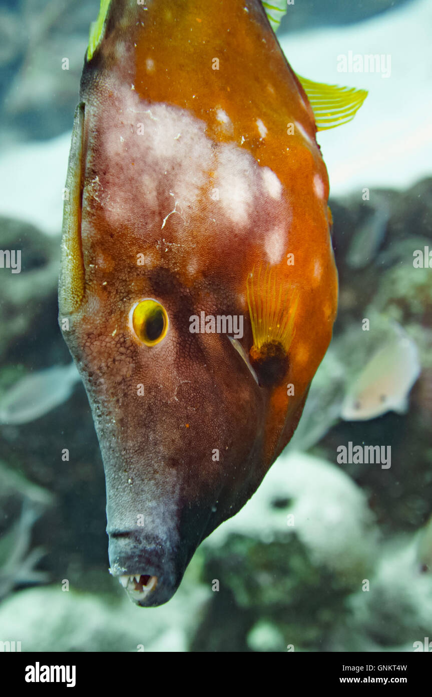 A closeup photo of an American Whitespotted Filefish (Cantherhines macrocerus) face - Bonaire, Dutch Caribbean. Stock Photo