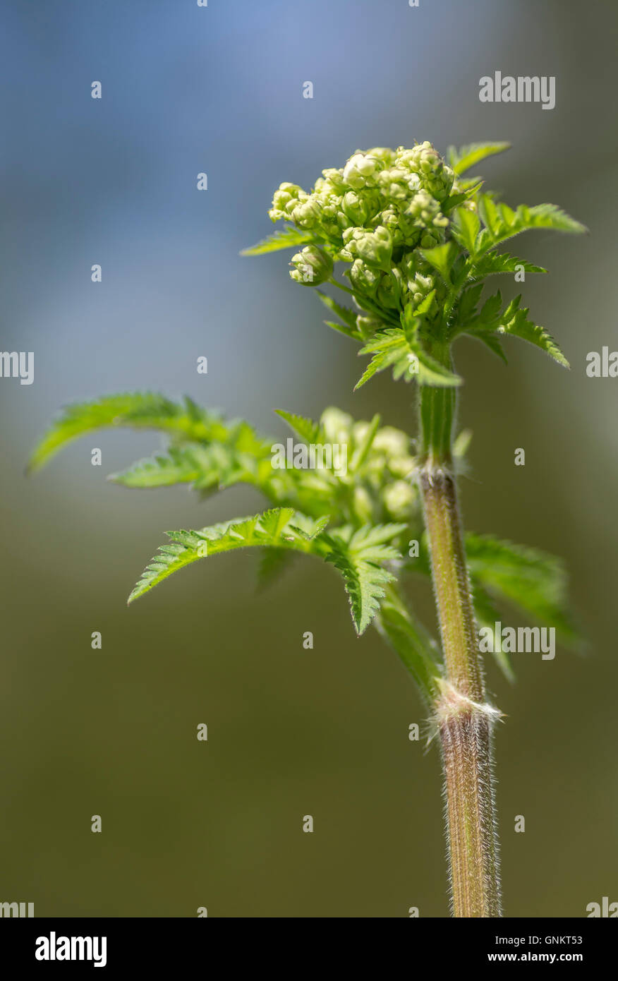 Common Hogweed, Heracleum sphondylium, plant, England, UK Stock Photo