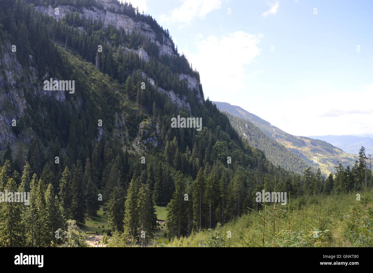 Pine forest in the mountains Stock Photo - Alamy