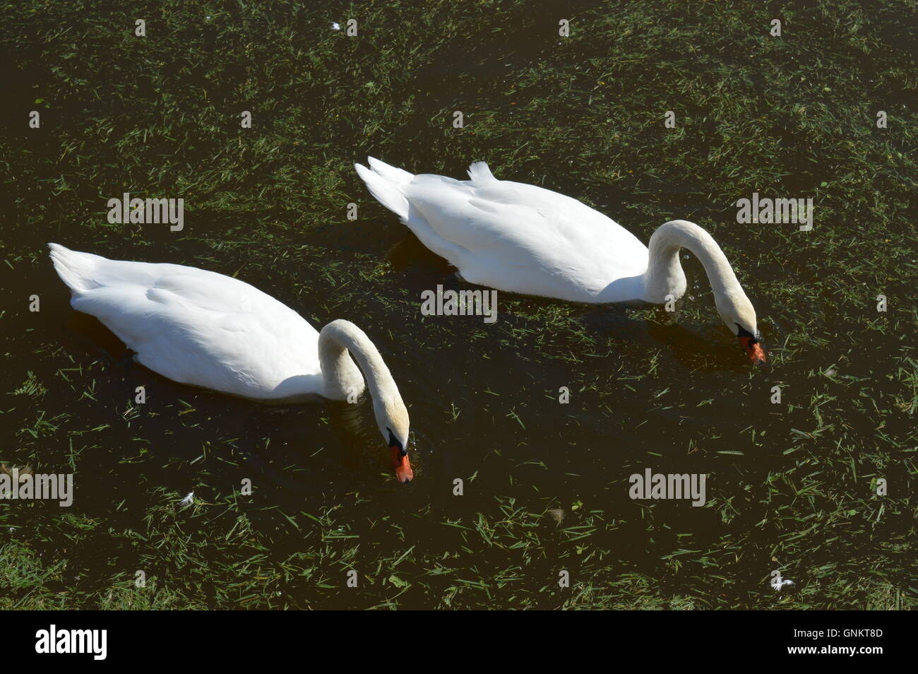Two swans eating Stock Photo