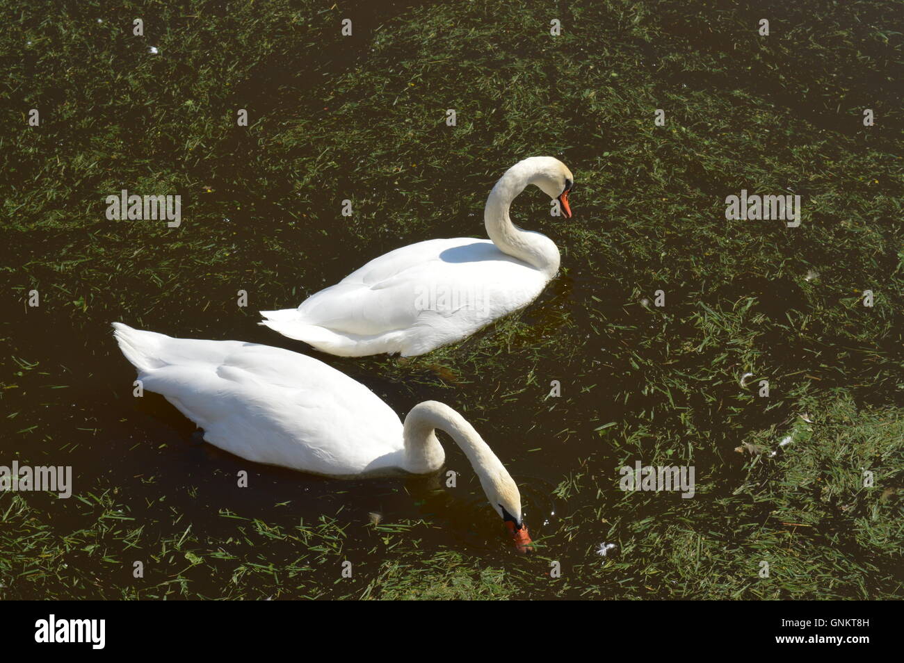 Two white swans on a lake Stock Photo