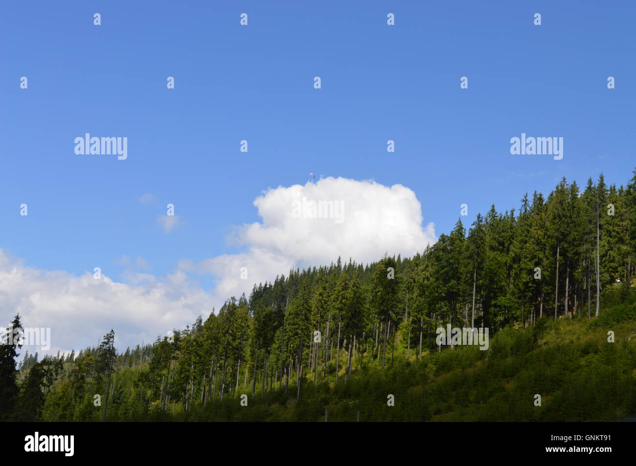 A tree line , the edge of a forest Stock Photo