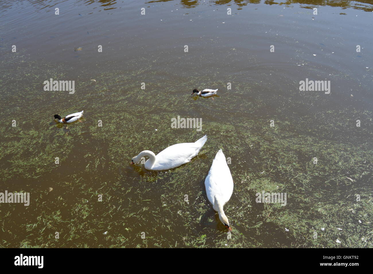 Two swans and two ducks on a lake Stock Photo