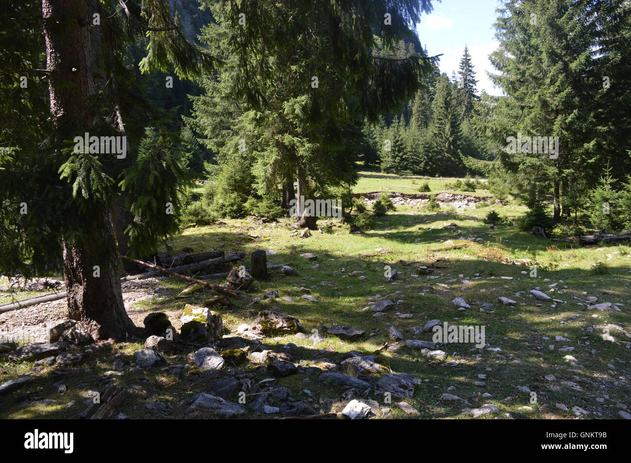 A glade in a coniferous forest Stock Photo