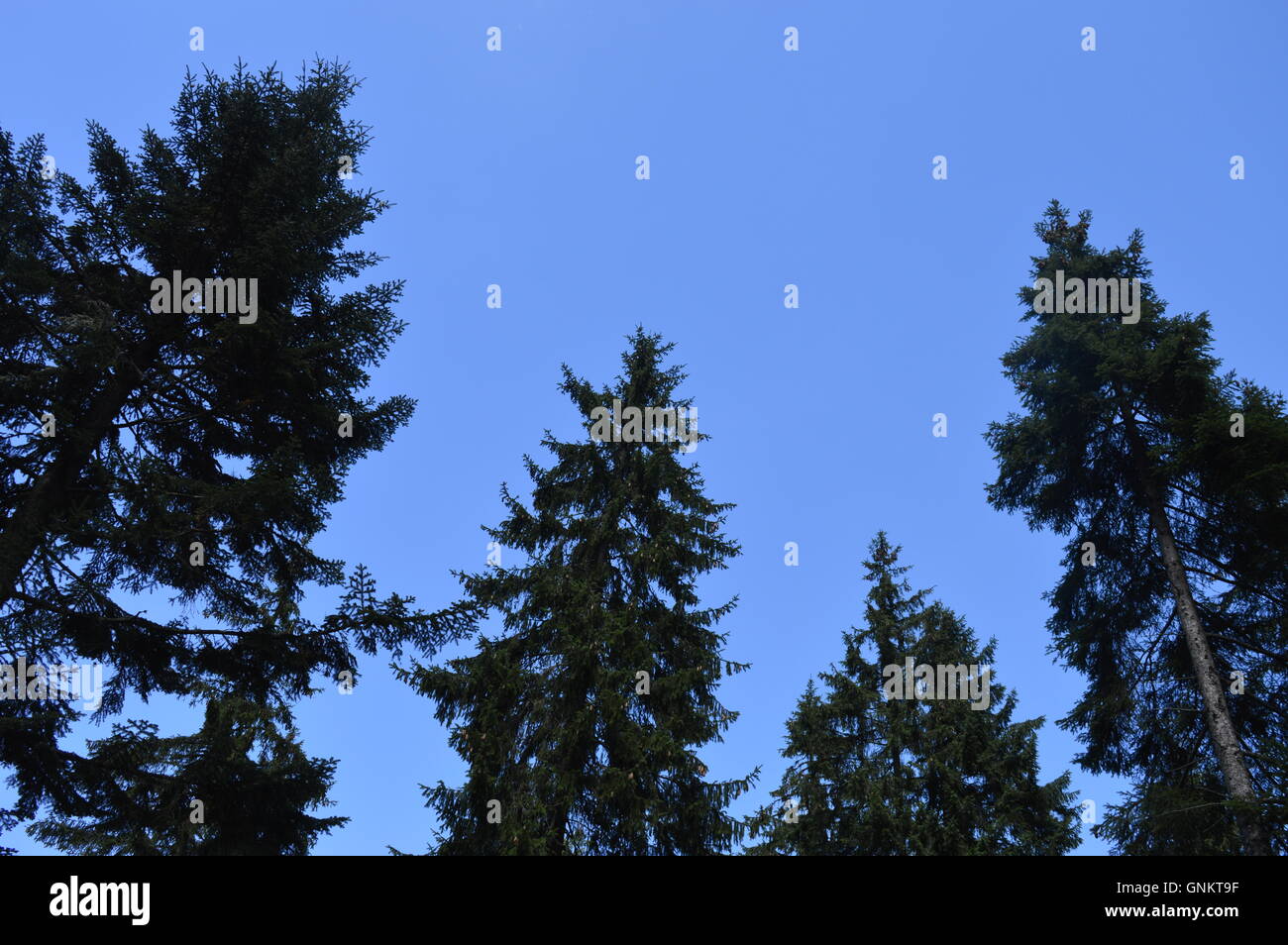 The clear blue sky behind tree tops Stock Photo