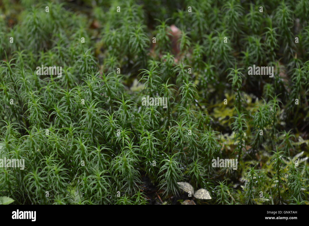 Forest and moss hi-res stock photography and images - Alamy