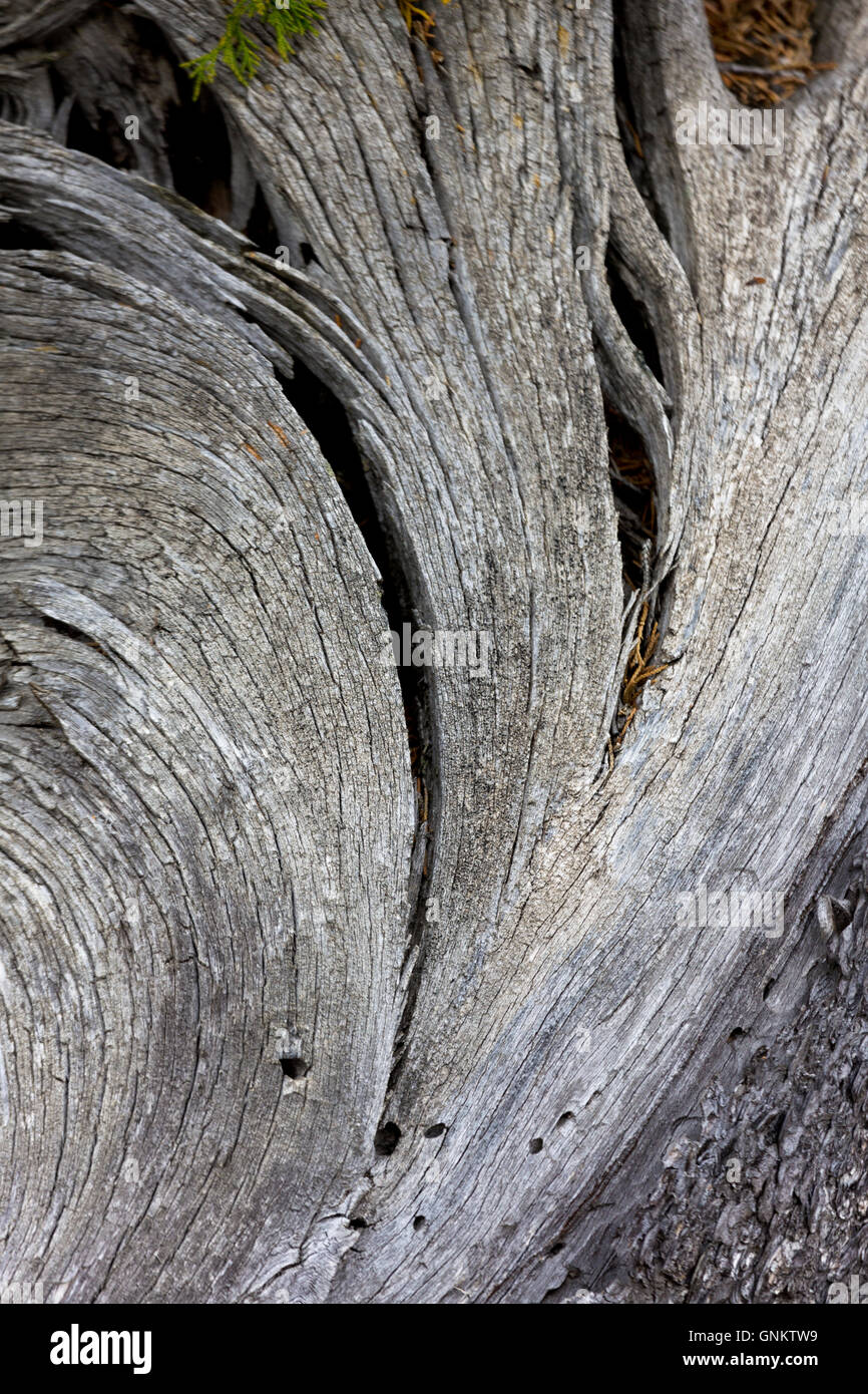 Tree shape is Zen formation of fan in wood along Upper Terrace Drive of Mammoth Hot Springs in Yellowstone National Park, Stock Photo