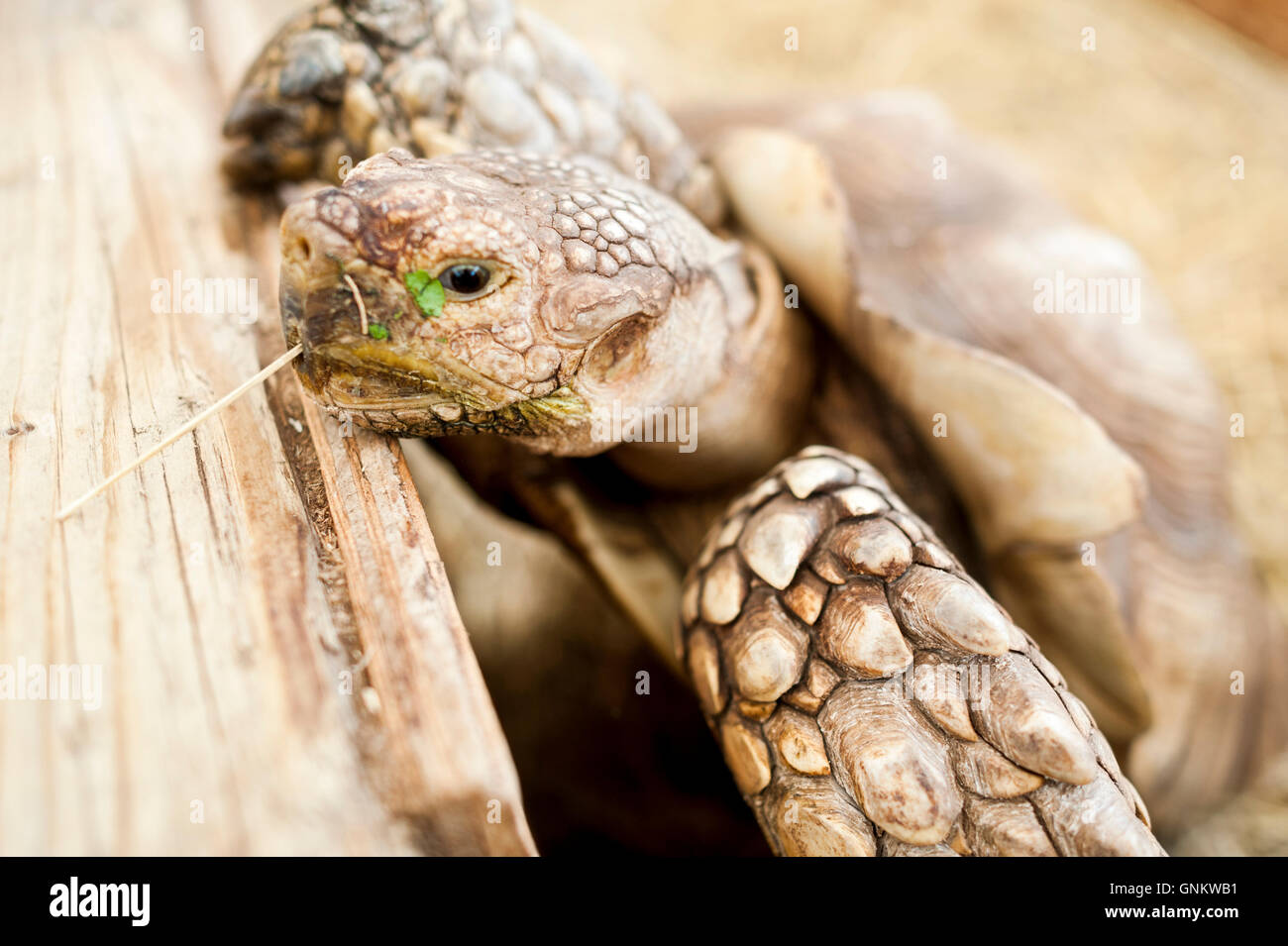 Male African spurred tortoise in captivity Stock Photo
