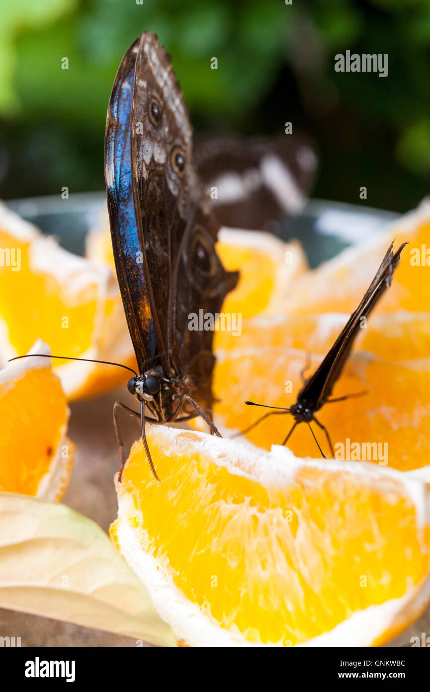 Blue morpho butterfly eating orange slices hires stock photography and