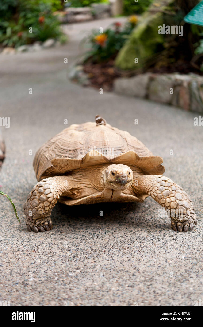 Male African spurred tortoise walking down a concrete path at Butterfly World in Coombs, British Columbia, Canada Stock Photo
