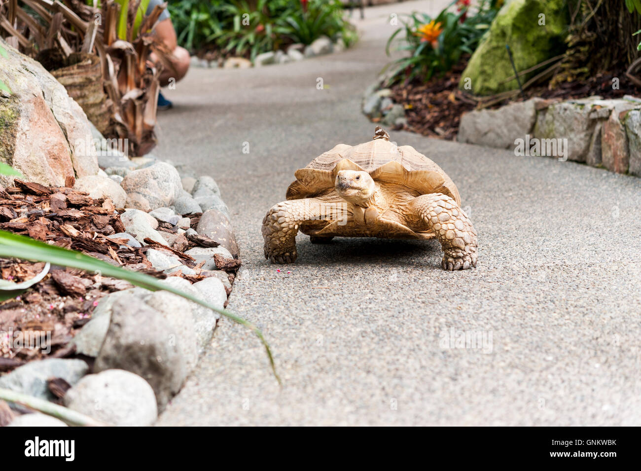 Male African spurred tortoise walking down a concrete path at Butterfly World in Coombs, British Columbia, Canada Stock Photo