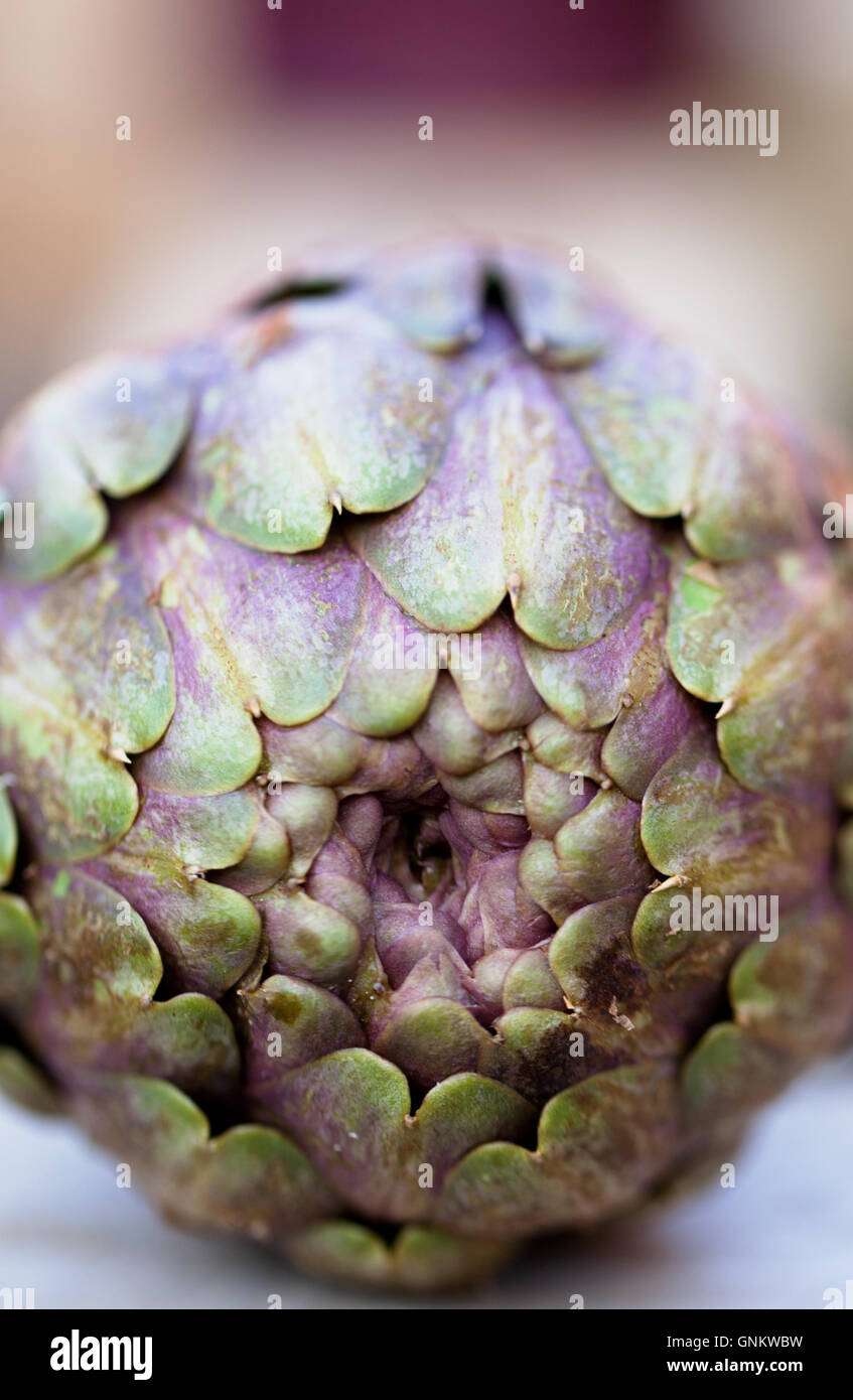 Close up of a purple Romanesco globe artichoke, Cynara cardunculus var. scholymus Stock Photo