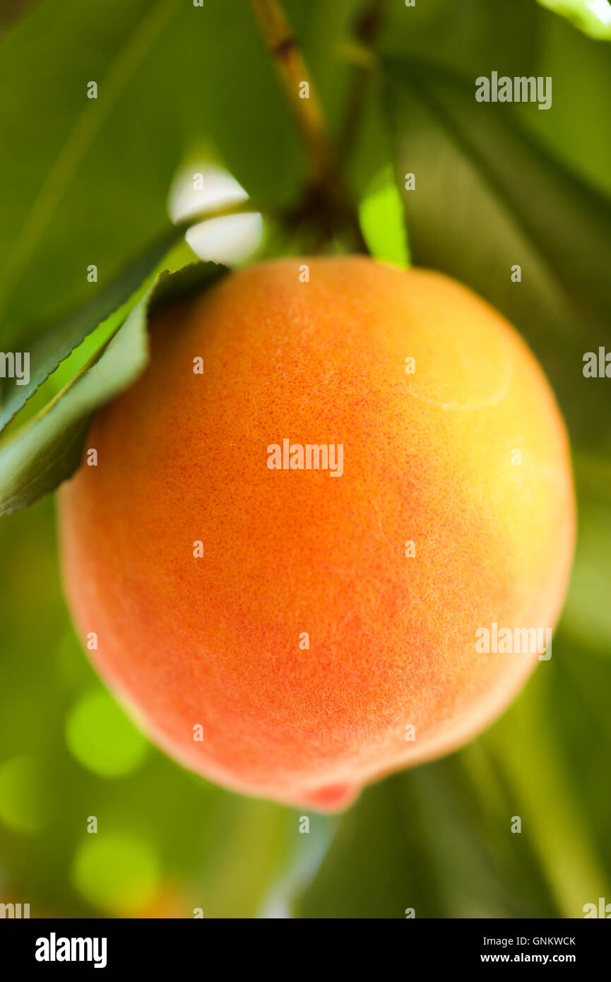 Close up of a ripe peach growing in a peach tree Stock Photo - Alamy