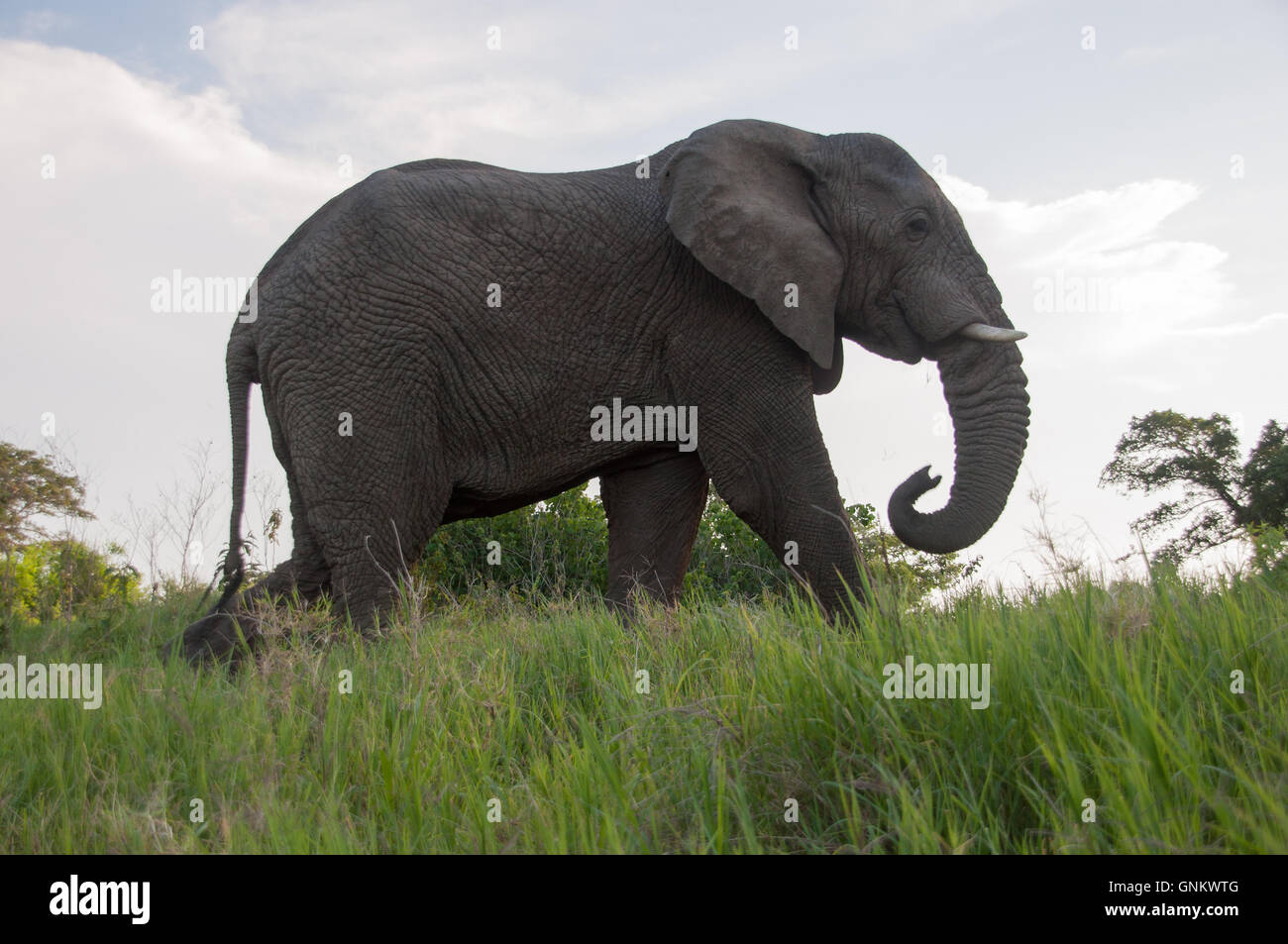 Close-up photograph of an Elephant. Stock Photo