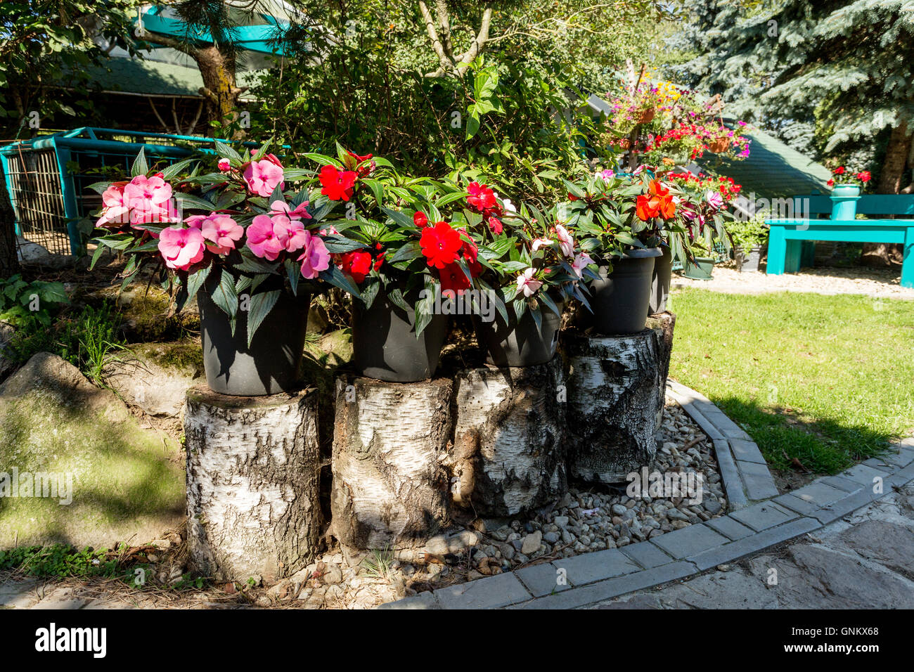 Red New Guinea impatiens flowers in pots on birch chunk in summer garden in morning sun with shaddows Stock Photo