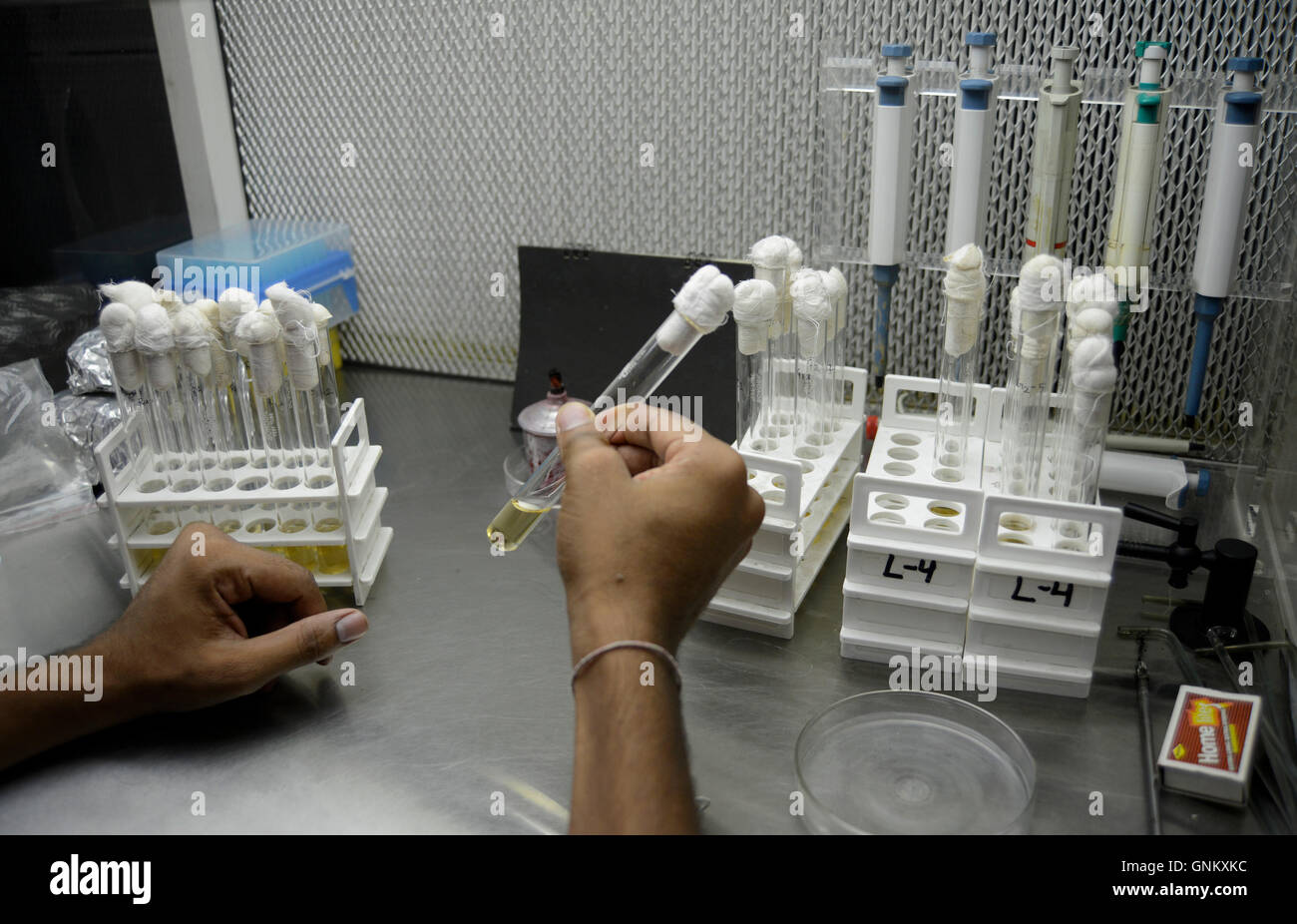 Lab research procedure Stock Photo Alamy