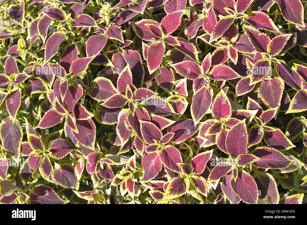 Floral of Coleus (Painted Nettle) plant as background Stock Photo