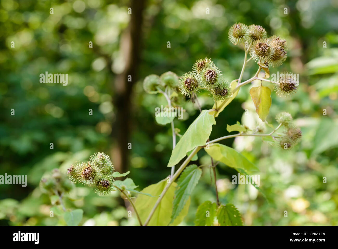 Arctium lappa, commonly called greater burdock, gobo, edible burdock, lappa, beggar's buttons, thorny burr, or happy major Stock Photo