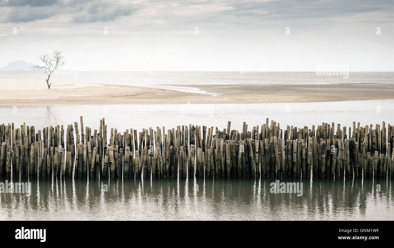 Dying tree stands alone on the beach with bamboo fence foreground and reflections. Selective