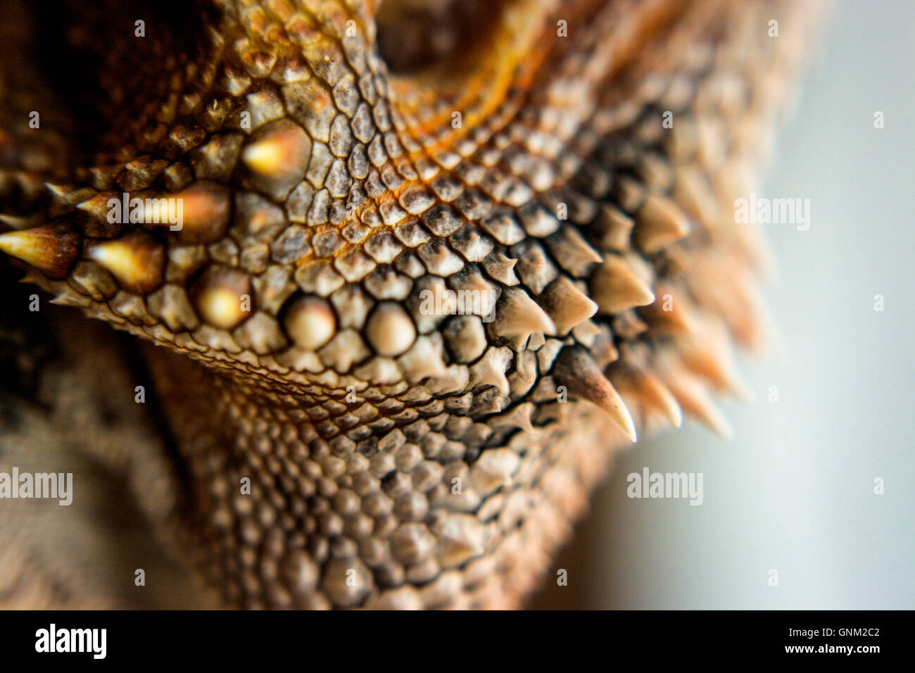 Macro Shot of the Scales of a Bearded Dragon Stock Photo