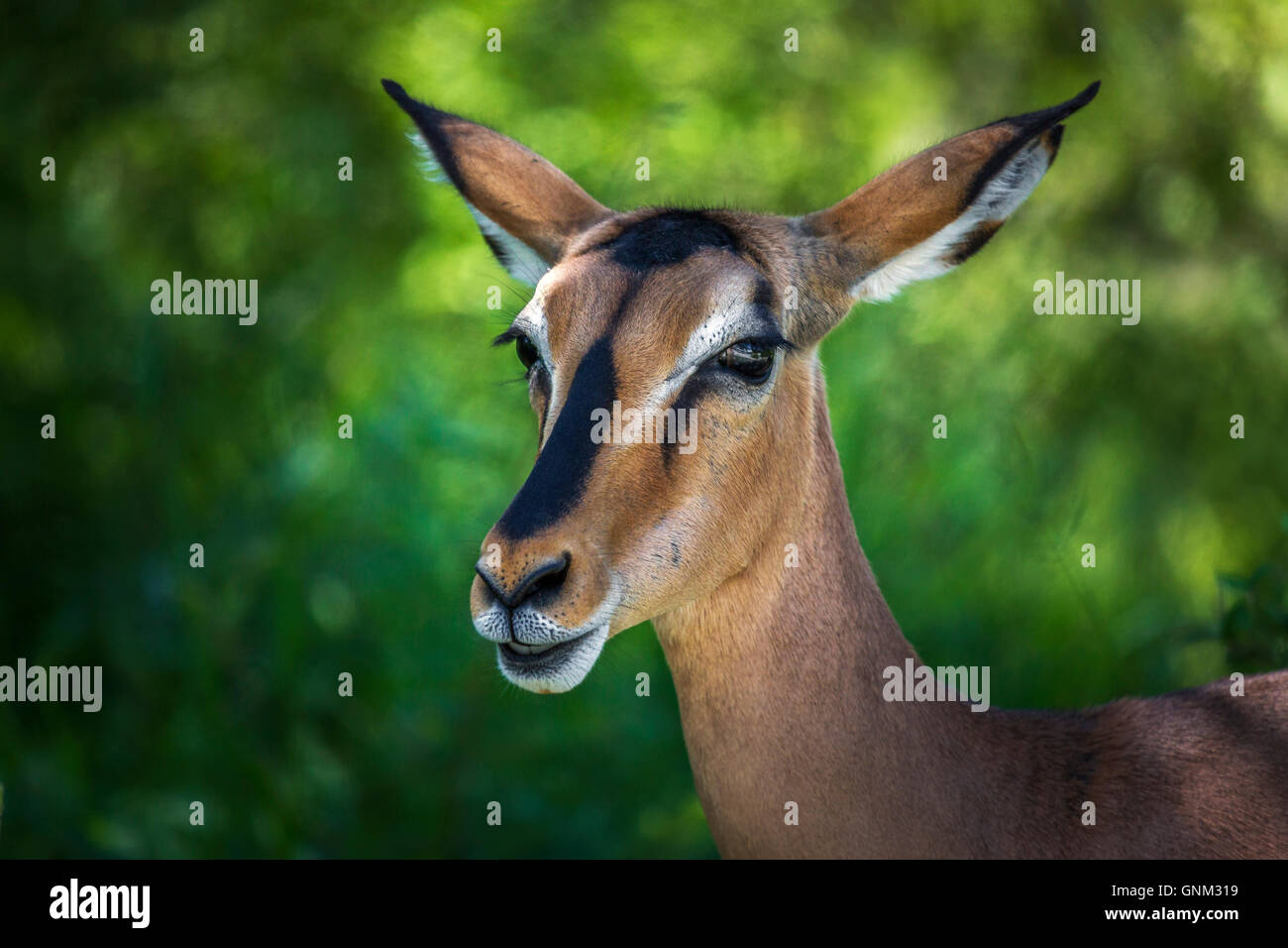 Portrait of a black-faced impala, Etosha National Park, Namibia, Africa Stock Photo