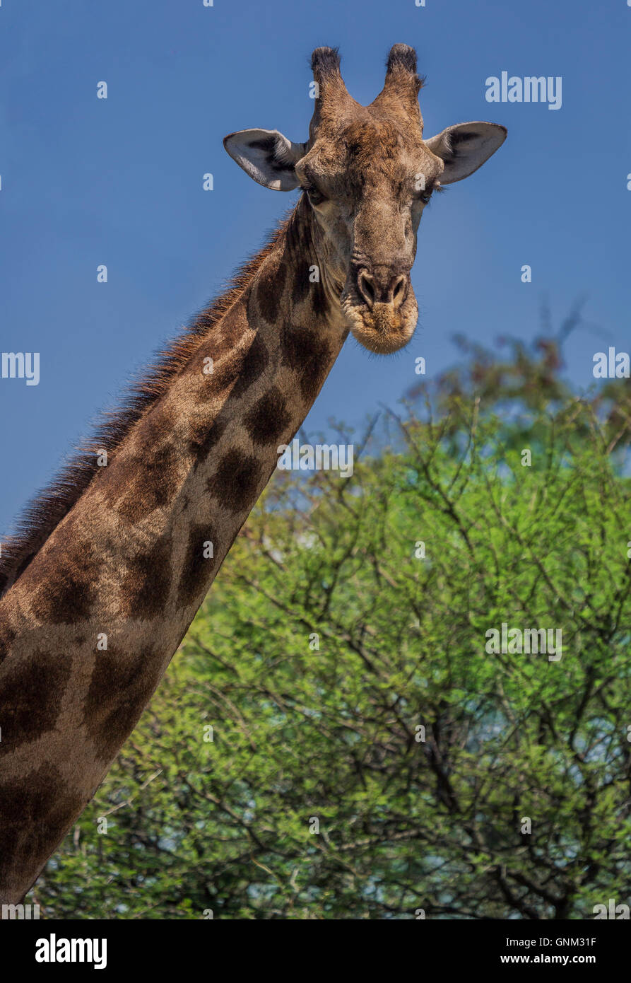 Portrait of Giraffe, Etosha National Park, Namibia, Africa Stock Photo