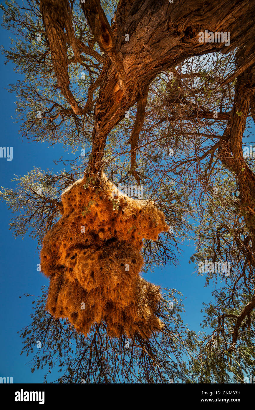 Sociable weaver birds nests in Acacia trees, Namibia, Africa Stock Photo Alamy