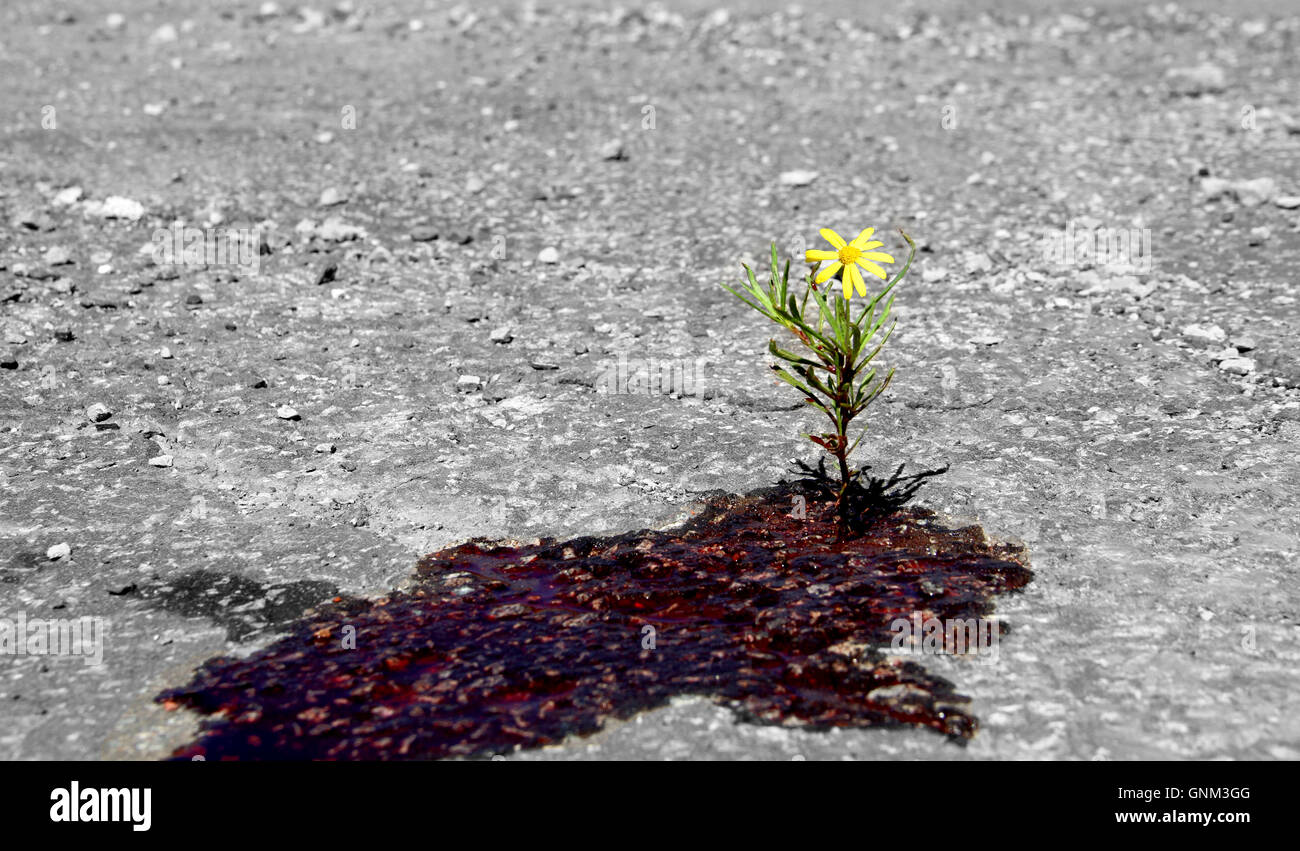 Flower keeps growing through blood, resilience, rebirth post traumatic event, resistance of life against traumatic event Stock Photo