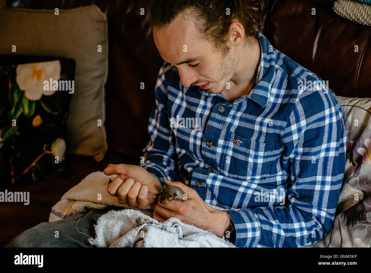 Man with tattoos feeding three week old baby squirrel Stock Photo