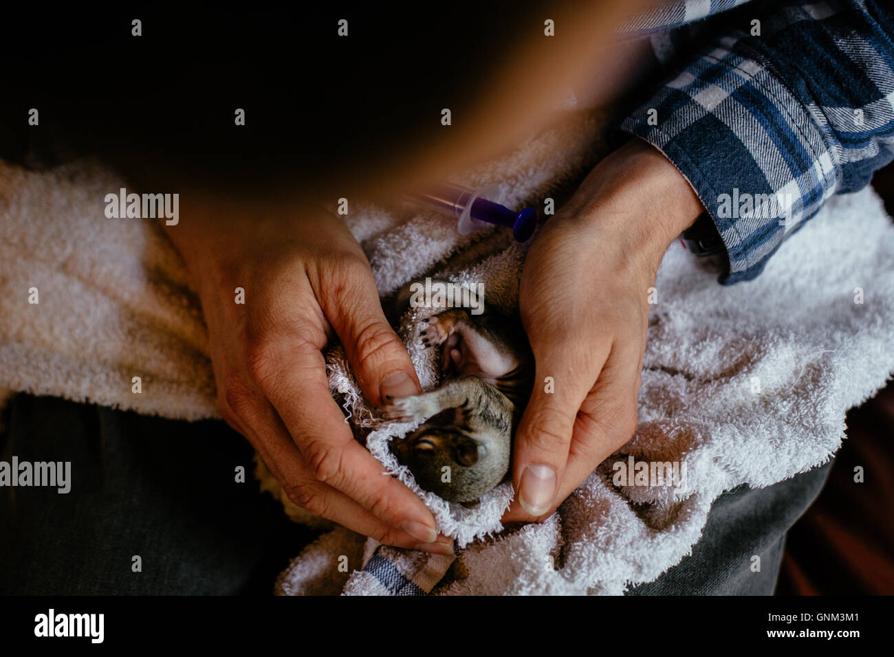 Man cleaning three week old baby squirrel Stock Photo