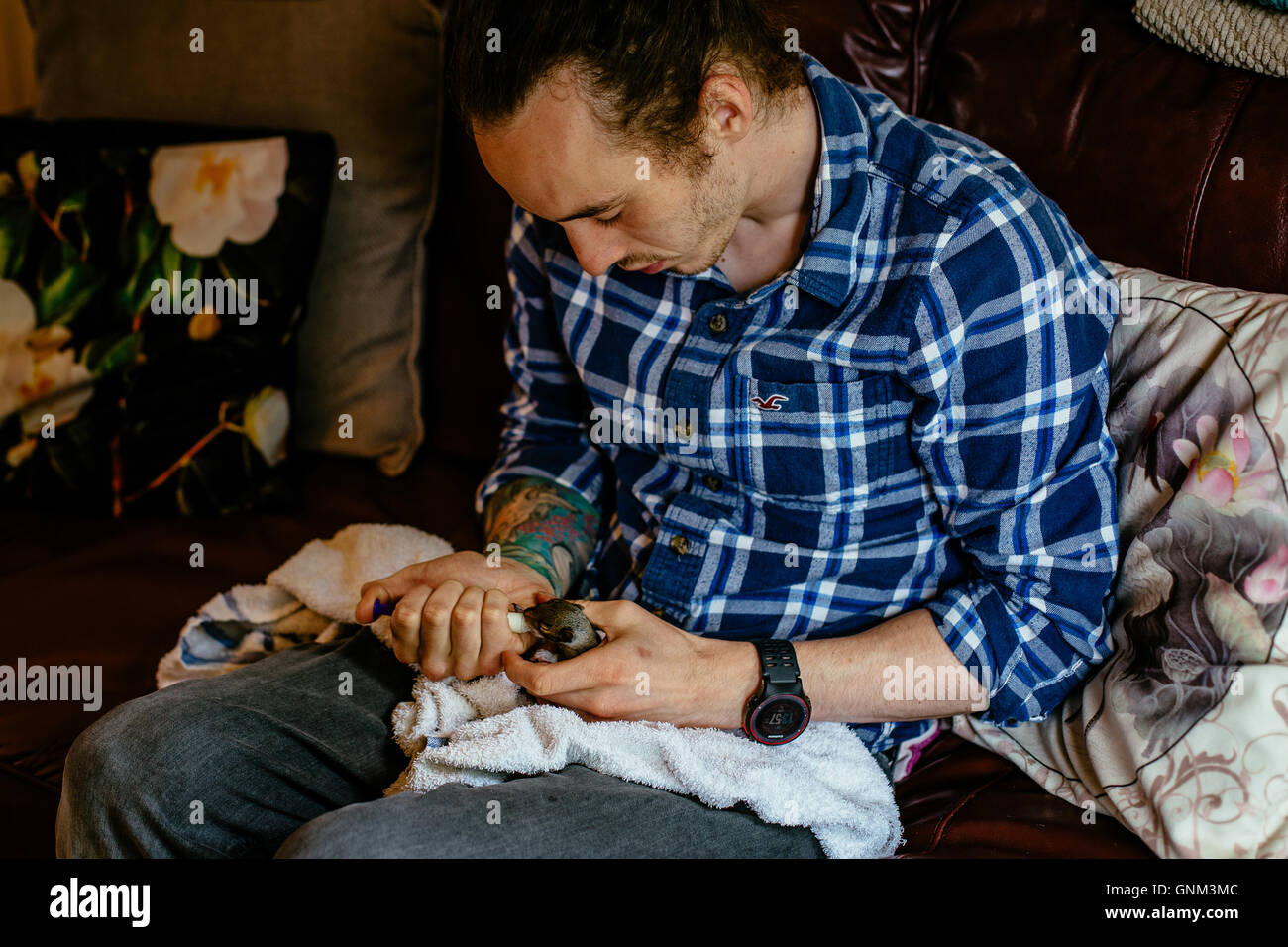 Man with tattoos feeding three week old baby squirrel Stock Photo