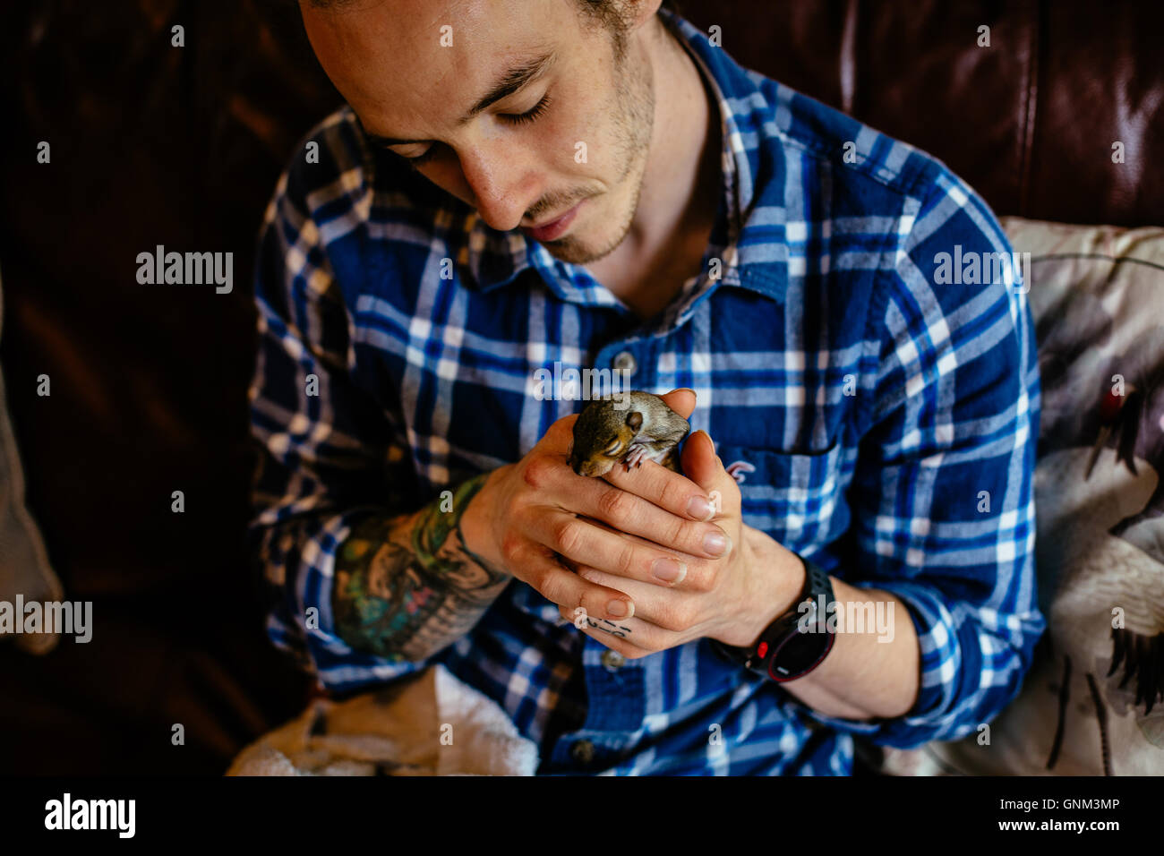 Man With Tattoos Holding Three Week Old Baby Squirrel Stock Photo Alamy Man with tattoos holding three week old baby squirrel stock photo alamy