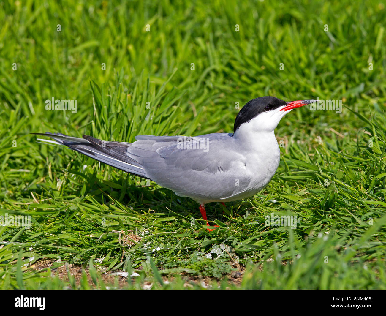 Common tern standing Stock Photo Alamy