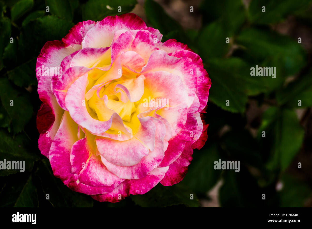 Close in rose blooms hi-res stock photography and images - Alamy