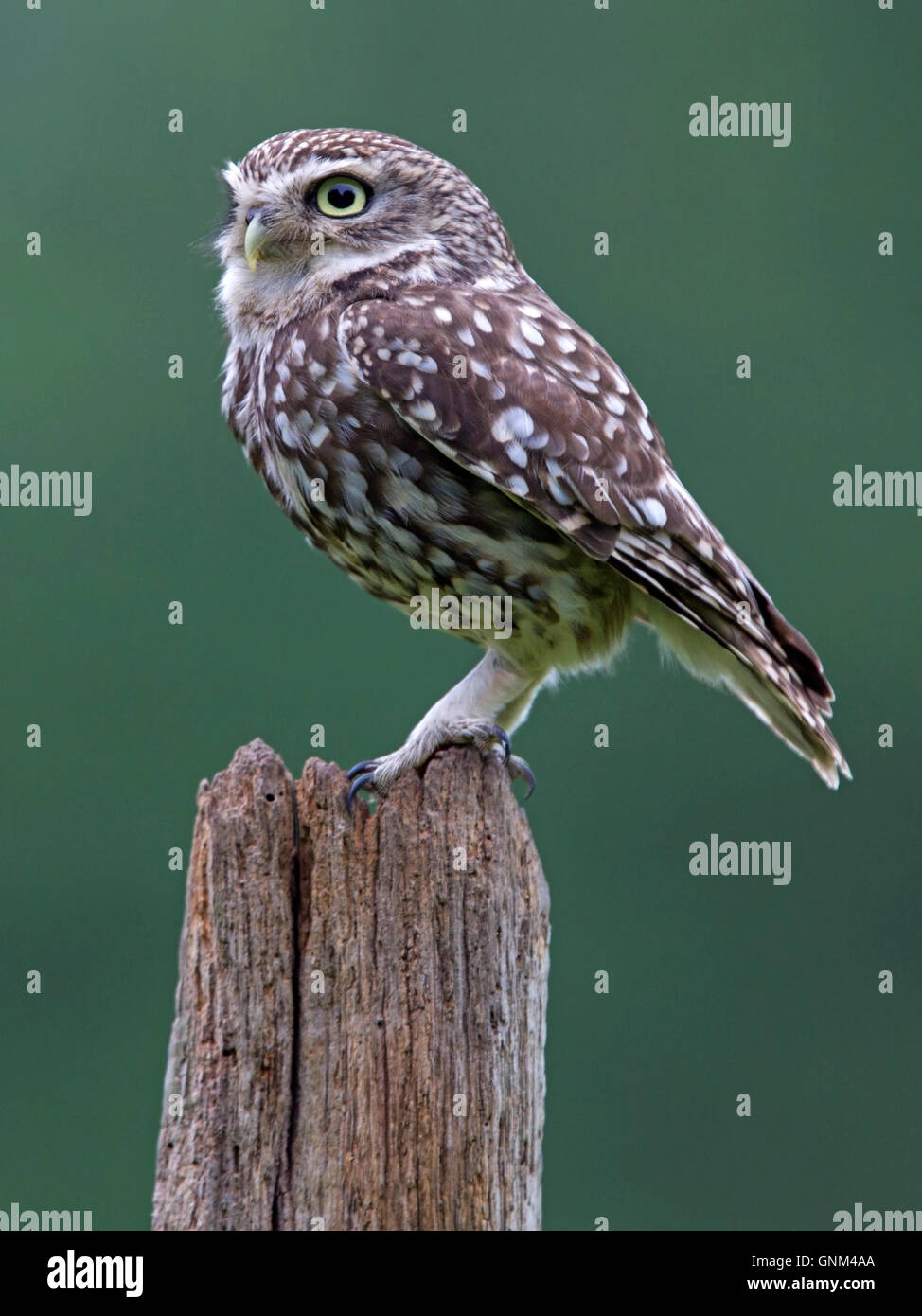 Little owl perched on a post Stock Photo