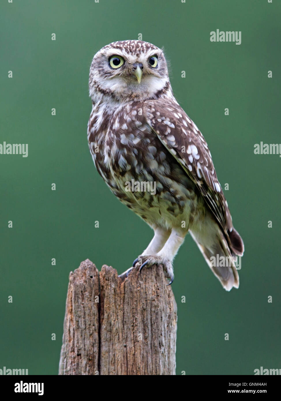 Little owl perched on a post Stock Photo