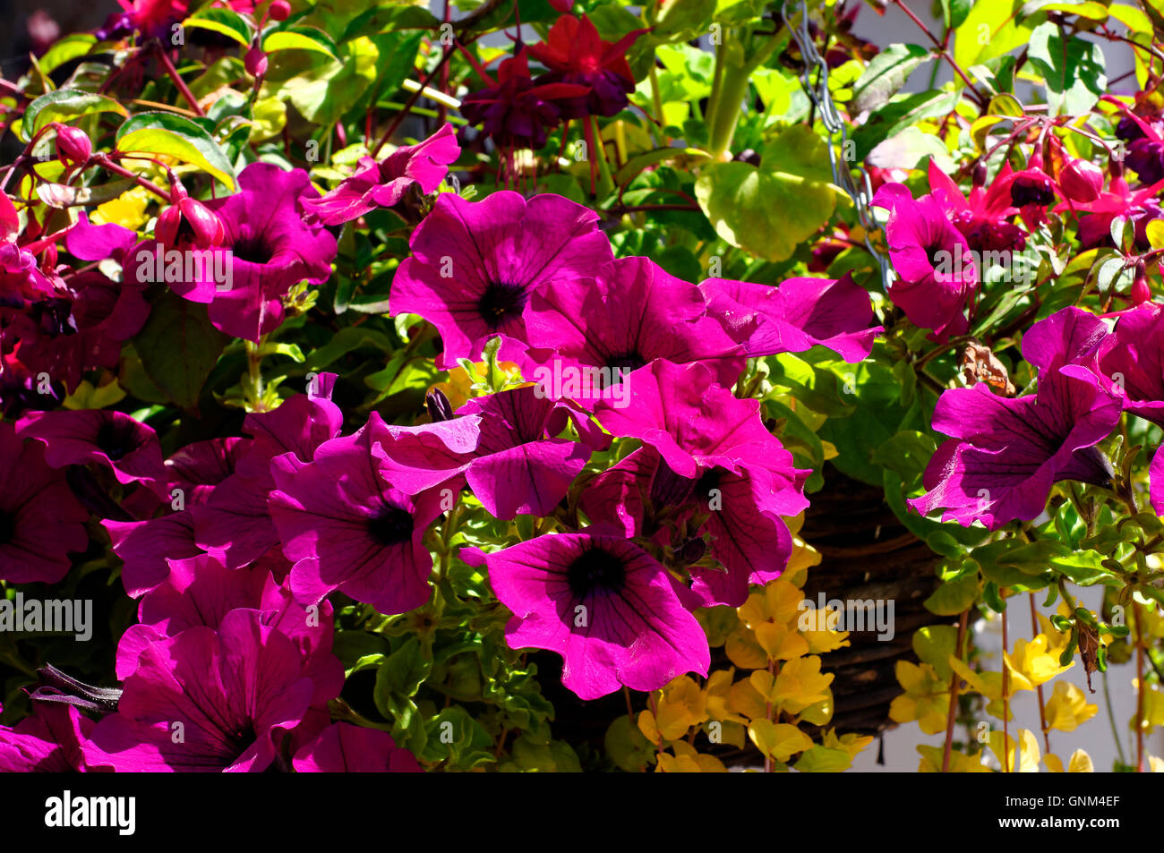 Photos flowers hi-res stock photography and images - Alamy