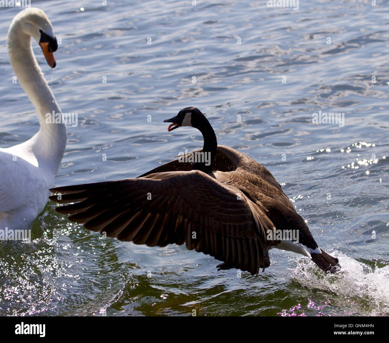 Amazing photo of the epic fight between a Canada goose and a swan on the lake Stock Photo