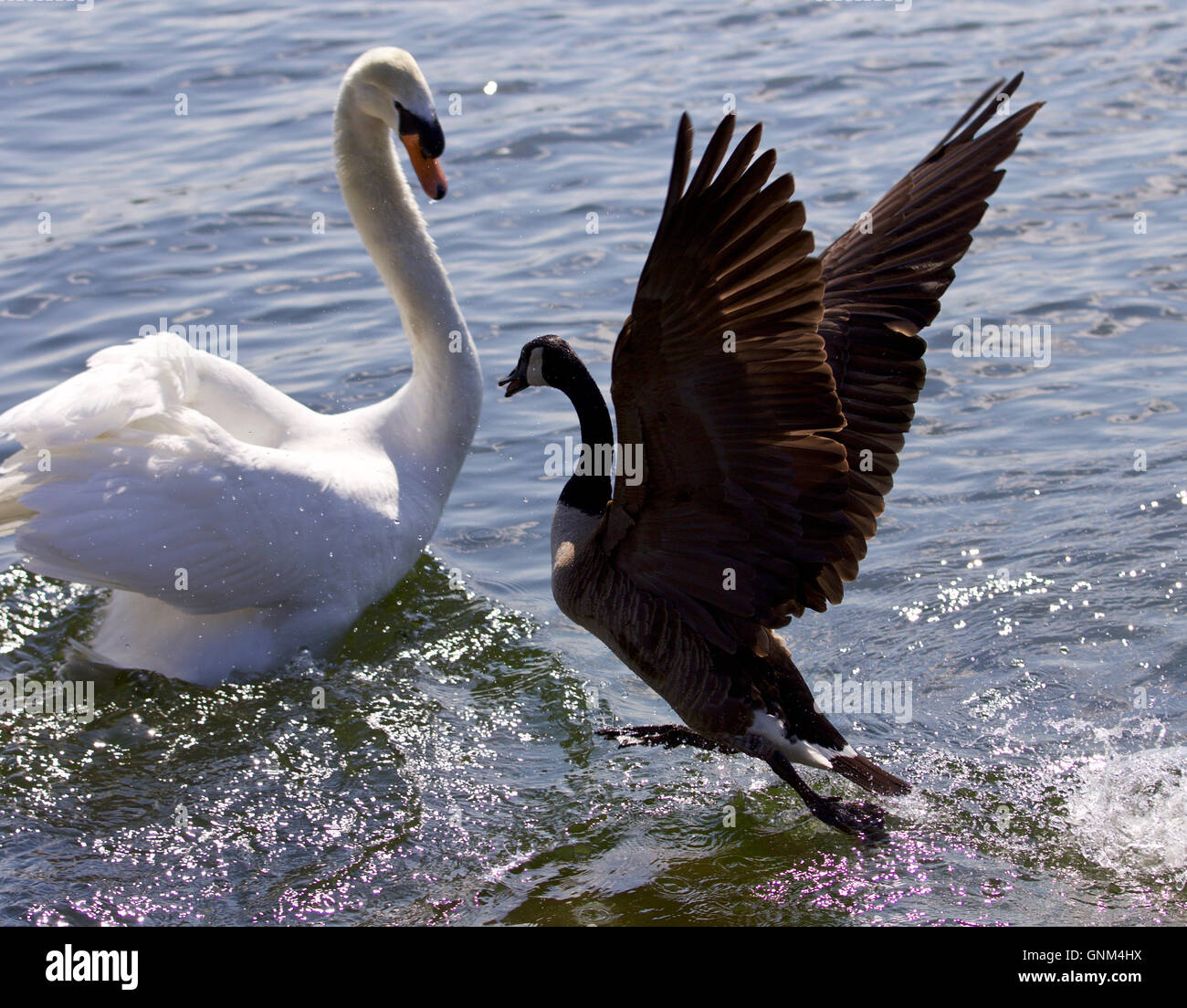 Amazing image of the epic fight between a Canada goose and a swan on the lake Stock Photo